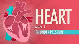 The Heart Part 1  Under Pressure Crash Course Anatomy amp Physiology 25 [upl. by Maiocco]