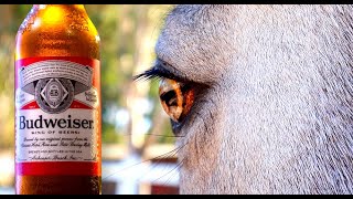 SUPER BOWL BUDWEISER CLYDESDALE COMMERCIAL [upl. by Ingunna840]