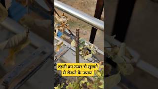 पौधों की टहनी को ऊपर से सूखने से रोकने का उपाय  Dieback disease treatment gardening garden [upl. by Etnaed153]