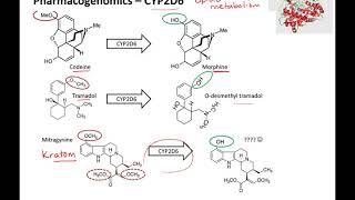 Pharmacogenomics online lecture [upl. by Los]