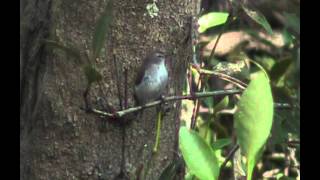 Mangrove Gerygone  Bird watching in Australia with EjBirdwatching [upl. by Harwin]