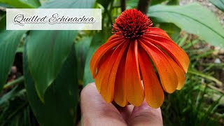 How To Make Quilling FlowerEchinacea Quilling Flower Tutorial DIY Coneflower Paper Quilling [upl. by Obbard]