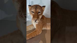 Tigons hybrid animal animals tiger lion museum wildlife trending viral shorts [upl. by So]