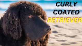 Curly Coated Retriever Pros And Cons  The Good And The Bad [upl. by Ainslie]