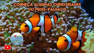 Conheça algumas curiosidades do peixepalhaço [upl. by Aynam]