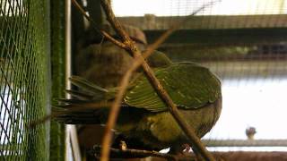 Ptilinopus porphyreus in Weltvogelpark Walsrode [upl. by Aciram]