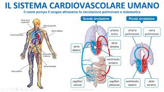 IL SISTEMA CIRCOLATORIO UMANO [upl. by Deana]