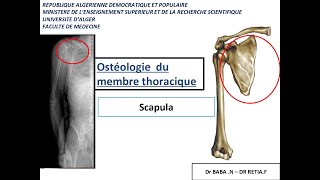 1ére année médecine  anatomie de la scapula et lhumérus [upl. by Kallman17]