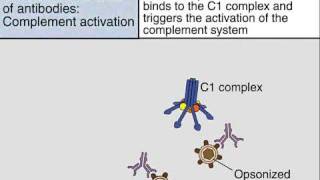 Effector Functions of Antibodies [upl. by Nerol]