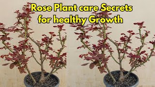 Rose plant Care secrets of healthy growth [upl. by Je620]