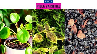 Pilea Varieties A to Z [upl. by Eedoj]