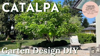 Catalpa  Trompetenbaum Geld sparen beim DIY Garten Design [upl. by Brant]