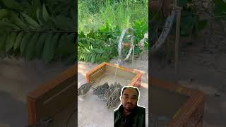 Perangkap burung shortvideo lucu trap trapbird [upl. by Noid]