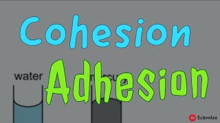 cohesion adhesion [upl. by Yht]