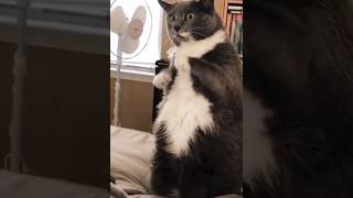 When the Cat Saw the Funny Ghost  funny cuteanimls shorts funpage funniestvideo shortvideo [upl. by Caspar924]