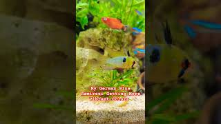 German Blue Ramirezi Fish Getting Vibrant Colors trending aquarium petfish fypシ゚ ramirezi [upl. by Sheply]