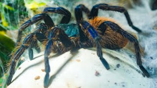 Green Bottle Blue GBB Chromatopelma cyaneopubescens Tarantula Care [upl. by Weismann173]