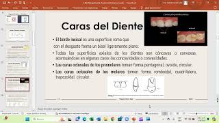 Anatomía Dental  Morfología Dental [upl. by Nettle]