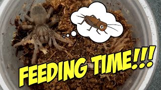 TARANTULA SLING FEEDING [upl. by Yesllek]