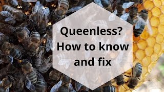 Queenless Hive How to know without opening the beehive and how to fix it beekeeping101 Honeybees [upl. by Nnainot]