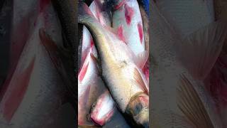 Silver Carp Fish Market fish fishing carps [upl. by Donelu]