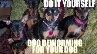 Do it yourself deworming for your dog [upl. by Kamaria]