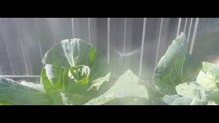 Veggie GardenKale Spinach cabbages and onions [upl. by Dex]