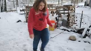 Cattle Panel Greenhouse Greens for the Bunnies Late Nov in Maine [upl. by Learrsi]