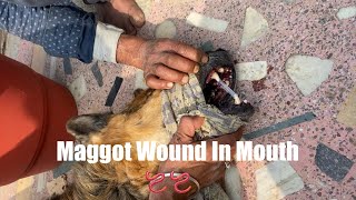 Myiasis in Dogs  Maggots in Dogs  First case starting from 2024 video petcare tips precaution [upl. by Yllehs521]