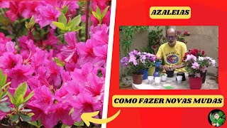 AZALÉIAS  COMO CUIDAR E PROPAGAR [upl. by Bernt]