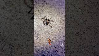 Tarántula 🕷️🕸️ Conoce a la Aphonopelma anax conocida como tarántula bronceada chuckyshiking [upl. by Hermie366]