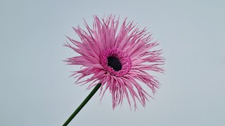 How to make Gerbera flowersfrom crepe paper  Paper Flower  Góc nhỏ Handmade [upl. by Bergess]