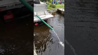 50000 Extended growth walleye being released into the Chippewa Flowage [upl. by Partridge]