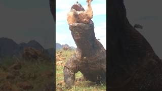 Komodo dragons swallow the goat😱 komodo animals hunting swallow monitorlizard [upl. by Htiekal]