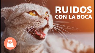 Mi GATO hace RUIDOS RAROS con la GARGANTA 🐱 ¿Qué le pasa [upl. by Ettenrahs]