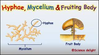 What is a hypha mycelium and fruiting bodyScience behind fruit body [upl. by Nahor356]