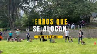 Paseos Sin Estrés Cómo Controlar a tu Perro de Manera Efectiva [upl. by Cypro]