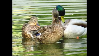 precioso grupos de ánades y parejasBeautiful groups of ducks and couples [upl. by Tillinger948]