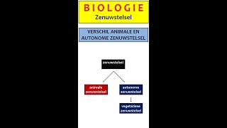 Zenuwstelsel6 Het animale en autonome zenuwstelsel [upl. by Yuille]