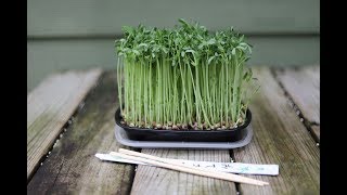 Fun amp Easy Way To Grow Microgreens [upl. by Ji]