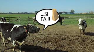 La Felicità è come il Parmigiano Reggiano non si fabbrica di FA [upl. by Bergstrom]