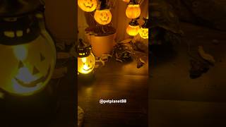 🎃Halloween Tortoise 🐢petplanet88 reptiles youtubeshorts halloween tortoise cherryhead pets [upl. by Yentruok]