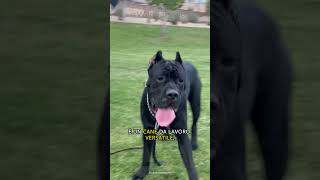 Cane corso  Il guardiano della casa [upl. by Aidas]