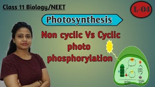 Ch13 Photosynthesis L04  Non cyclic Vs cyclic photophosphorylation  Class 11 BiologyNEETAIIMS [upl. by Rosen240]