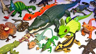 My Reptiles Animals Collection  Alligator Crocodile Komodo Dragon Snake Cobra Bearded Dragon [upl. by Eesdnyl]