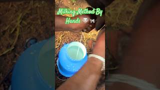 Milking Method By Hands 🐄🐮 milking trendingnow cow viral [upl. by Roldan]