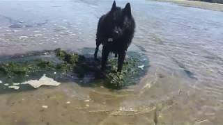 Schipperke dog shows seaweed whos the boss [upl. by Digirb]