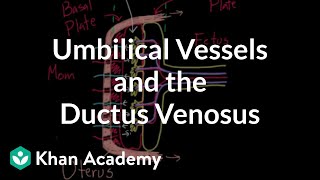 Umbilical vessels and the ductus venosus  Circulatory system physiology  NCLEXRN  Khan Academy [upl. by Eirual]