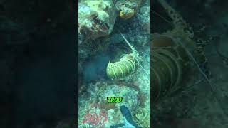 La langouste Smart chassesousmarine oceanfishing shortswithzita YouTubeCreatorCommunity [upl. by Atlante583]