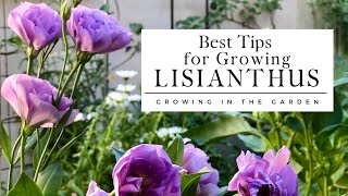 HOW to PLANT and GROW LISIANTHUS plus TIPS for growing lisianthus in HOT CLIMATES [upl. by Verlee]